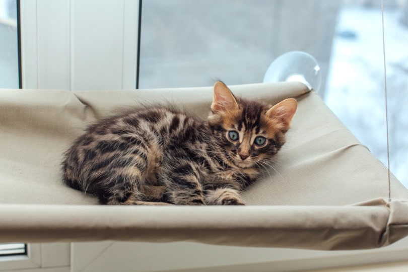 kitten development stages and providing the best cat health care