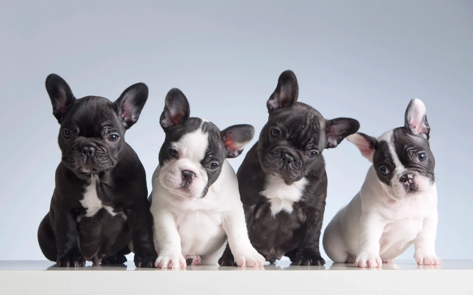 French Bulldogs may be small