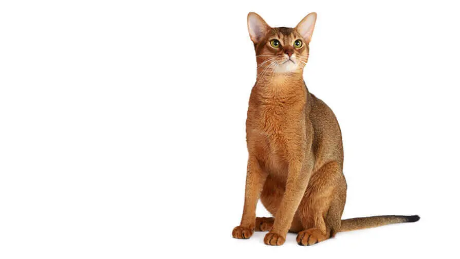 Top Small Cat Breeds with a Sleek Appearance