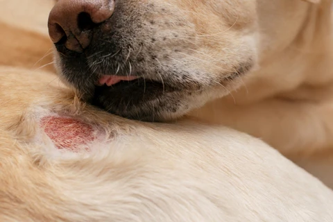 Summer Skin Problems in Dogs