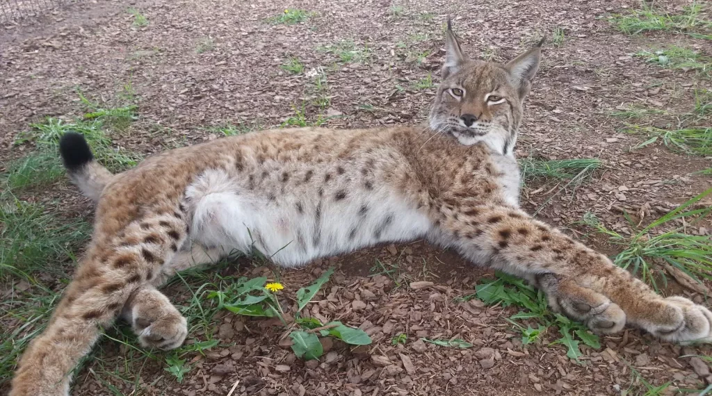 Meet the American Lynx Cats