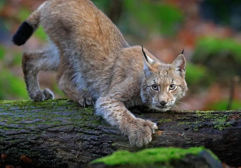 Meet the American Lynx Cats