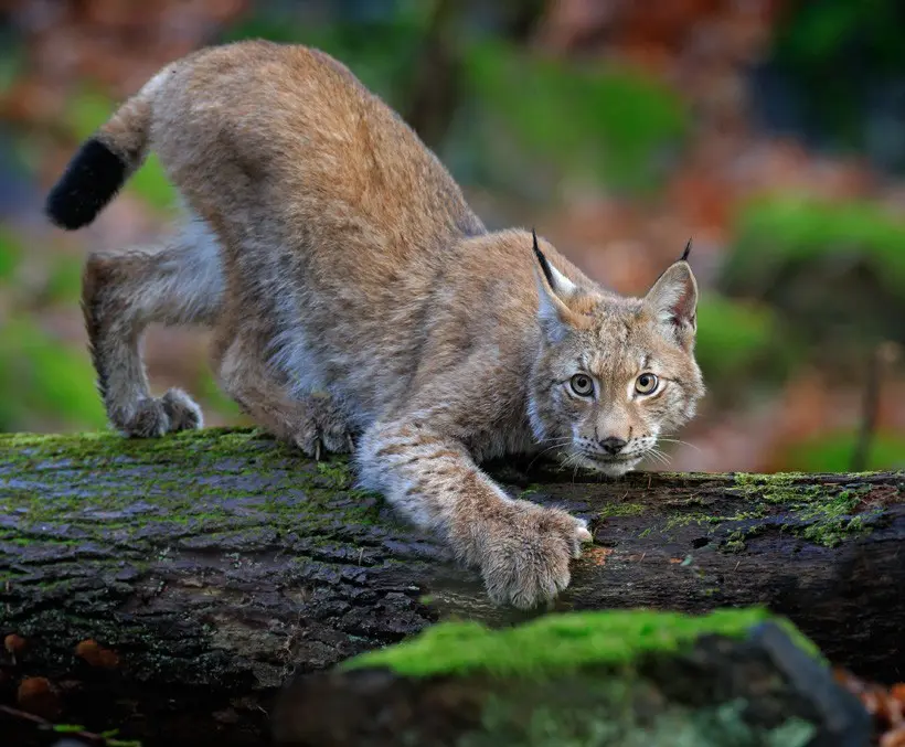 Meet the American Lynx Cats