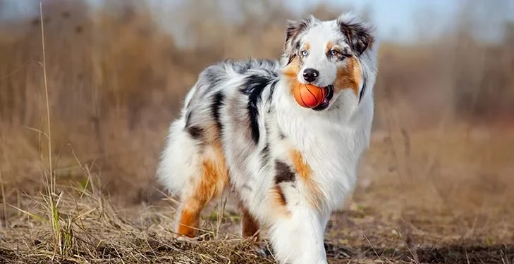 Discover the top 10 energetic dog breeds perfect