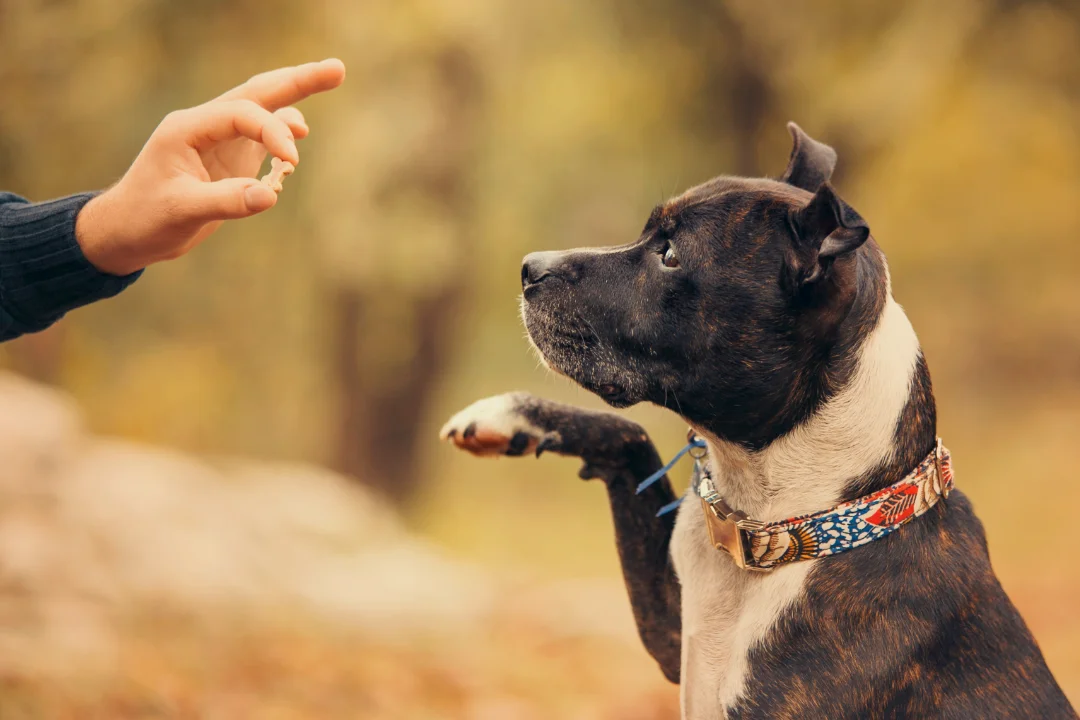 Basic Commands for Obedience Training