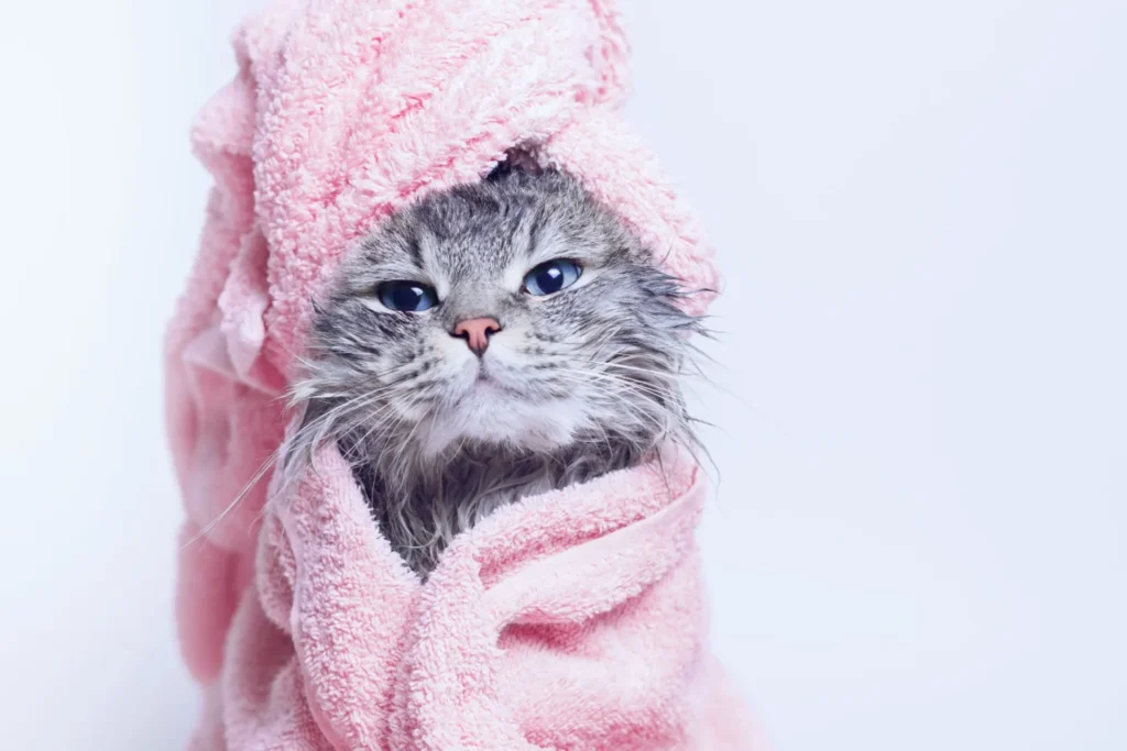 Best Cat Health Practices for Summer Grooming