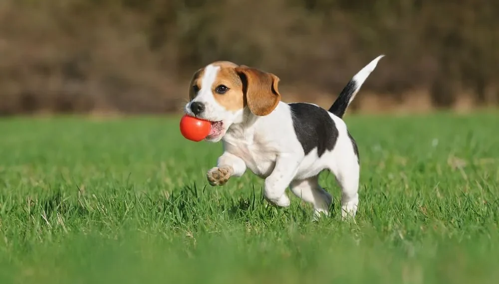 Beagle for dog