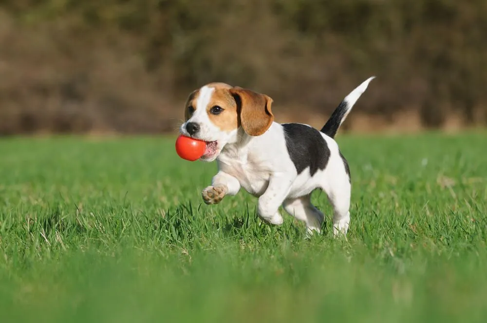 Beagle for dog