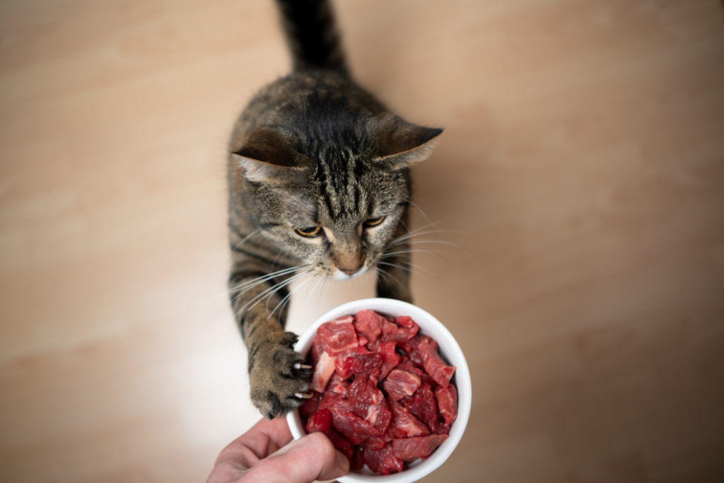 Benefits of Homemade Kitten Food Recipes