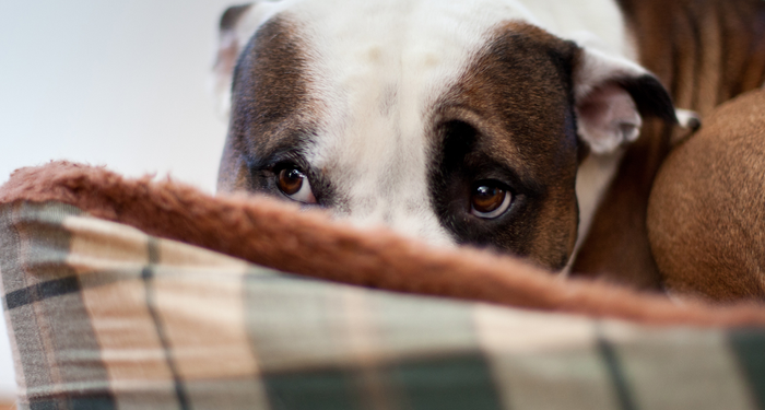 Best Dog Training Techniques for Managing Puppy Anxiety