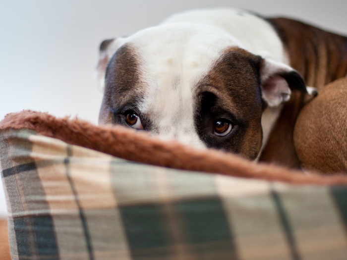 Best Dog Training Techniques for Managing Puppy Anxiety