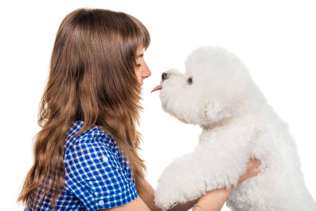 Bichon Frise for kids