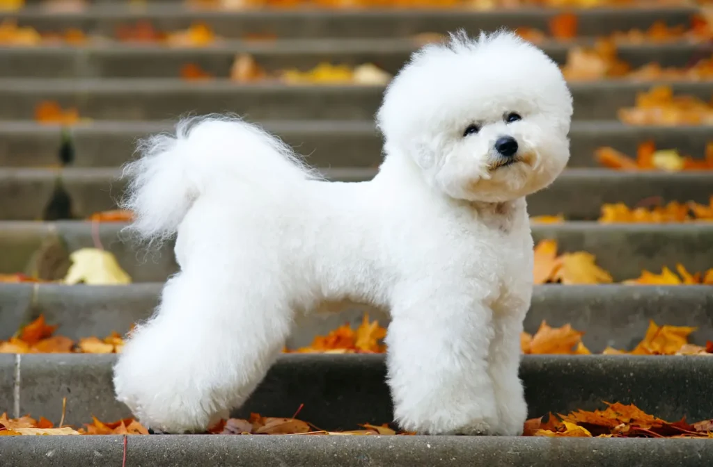 The Bichon Frise is a cheerful