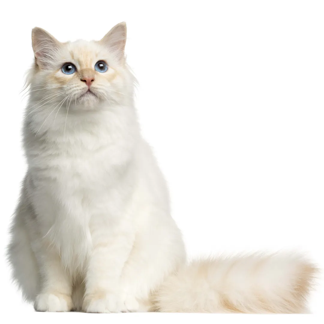 Small Cat Breeds with Blue Eyes