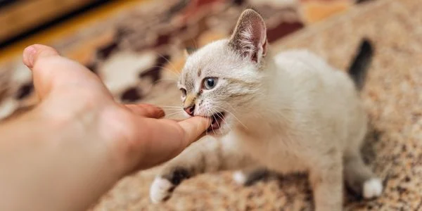 Biting and Scratching Kitten Training