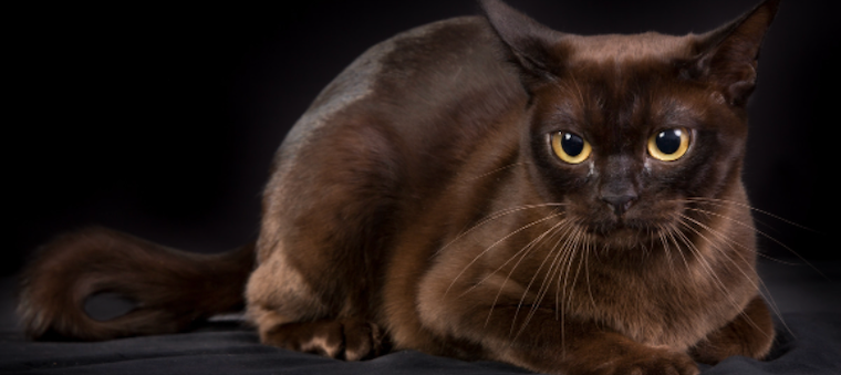 Why Choose British Burmese Cats?