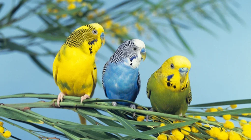 The 8 Best Trainable Pet Bird Companions