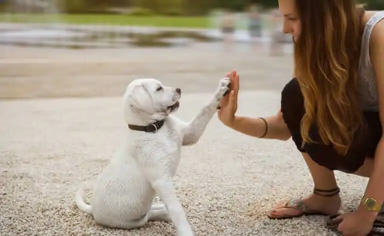 Building Trust The Foundation of Puppy Training23