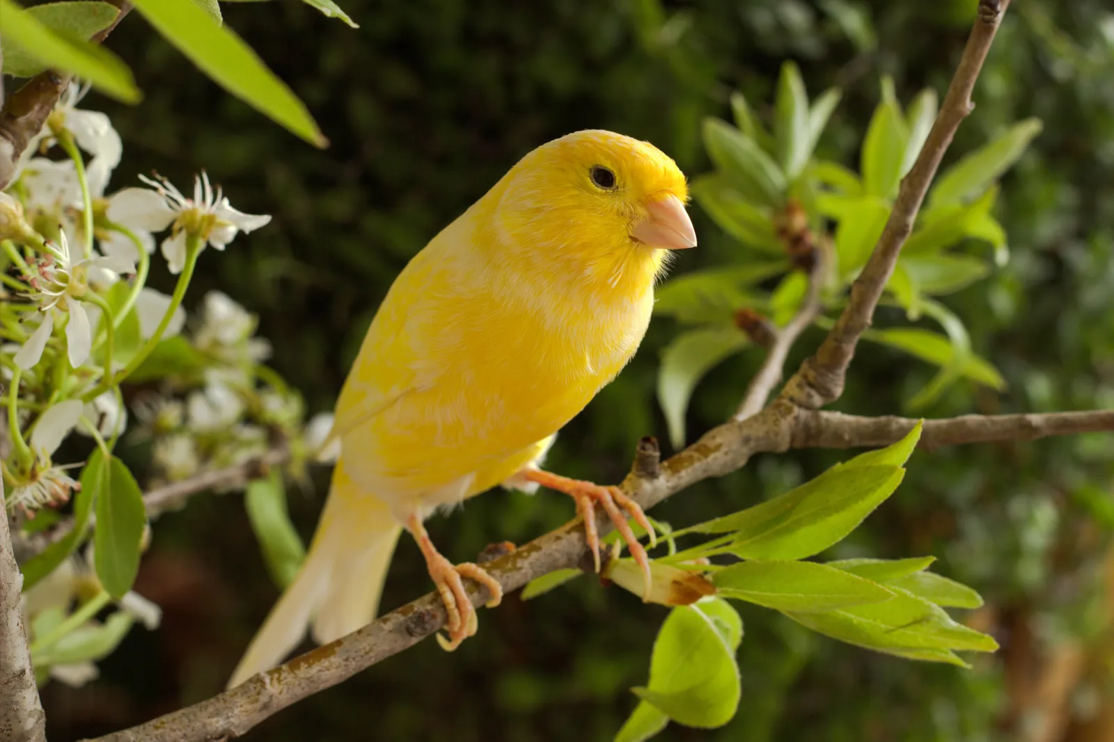 Canaries are renowned