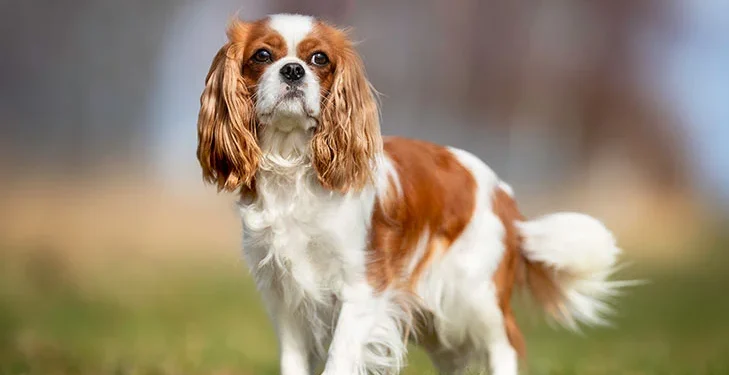 Cavalier King Charles Spaniel