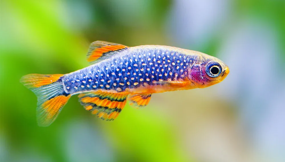 Celestial pearl danios