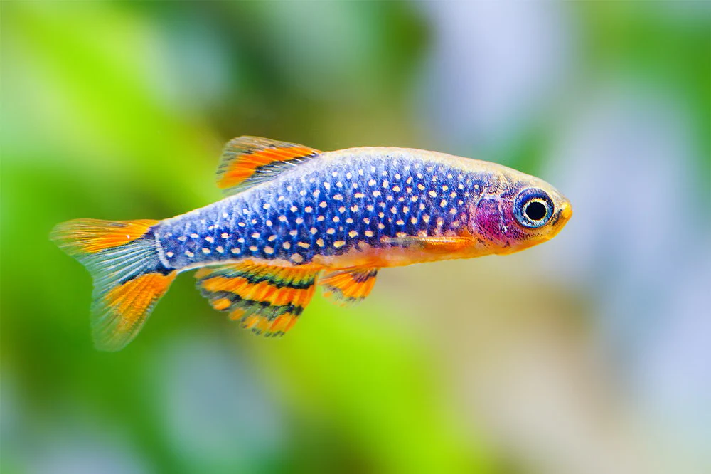 Celestial pearl danios