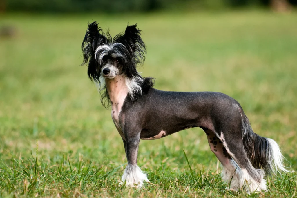 Chinese Crested