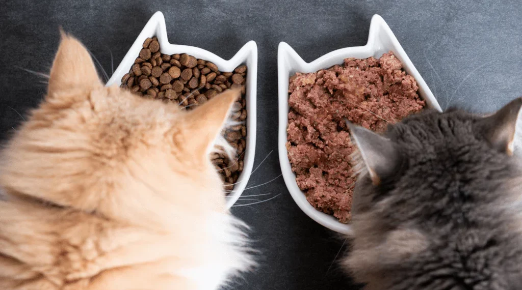 Transitioning to Adult Cat Food: Best Cat Health Care