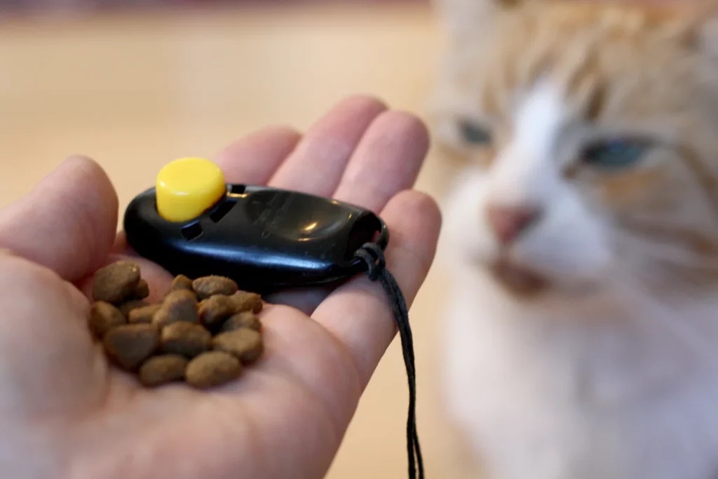 Introduction to Clicker Training for Kittens Best Cat Training