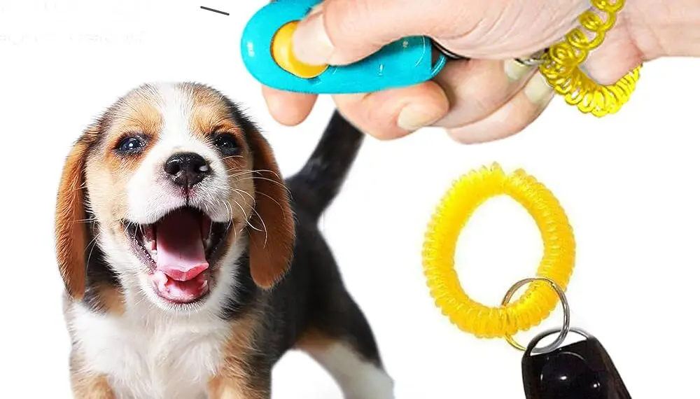 Getting Started with Clicker Training for Puppies