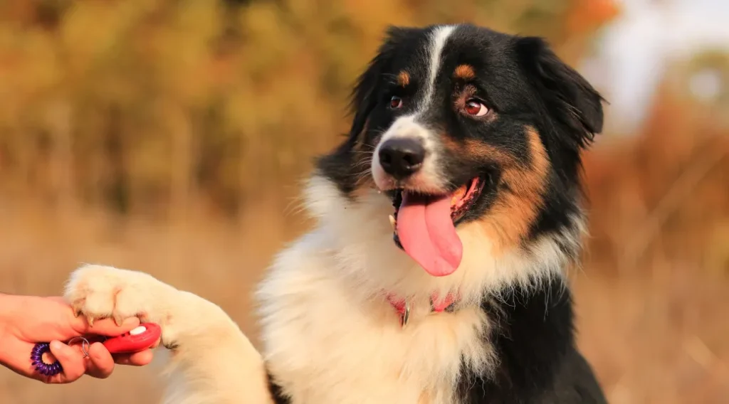 Clicker for dog training