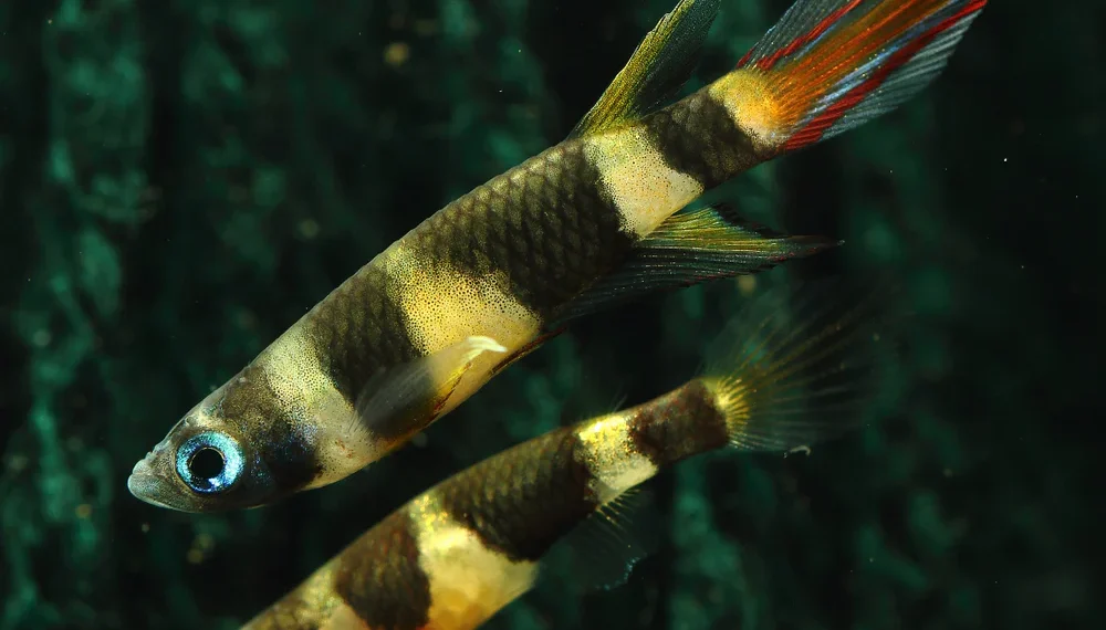 Clown killifish are captivating small fish