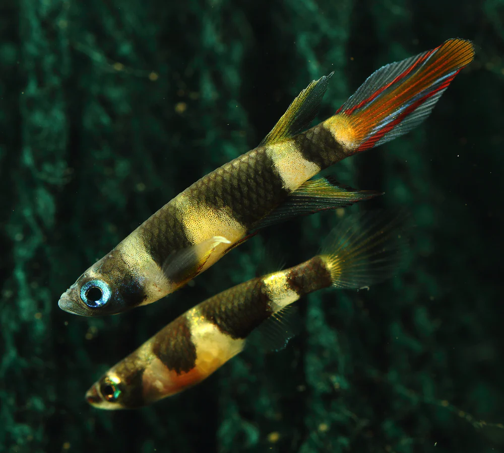 Clown killifish are captivating small fish