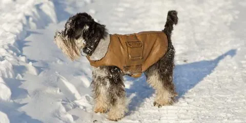 Cold Weather Miniature Schnauzer