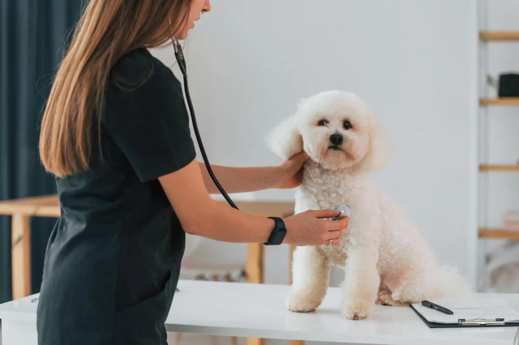 Common Health Concerns in Small Dogs