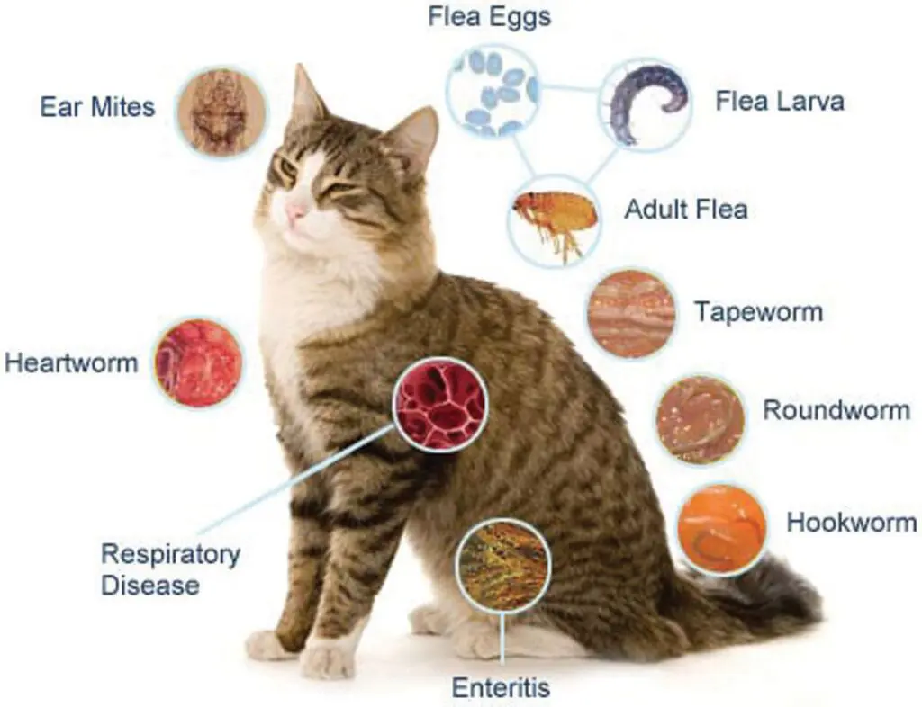  Identifying and Preventing Parasites in Kittens