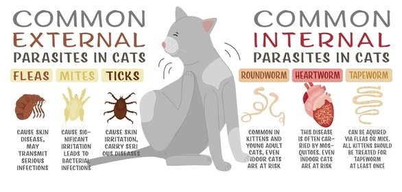  Identifying and Preventing Parasites in Kittens