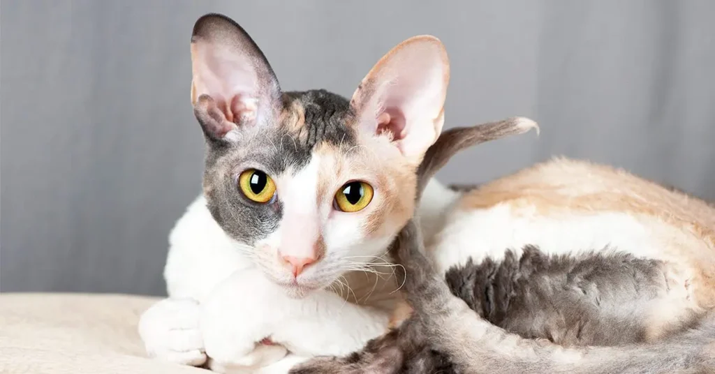 The Cornish Rex originated in Cornwall