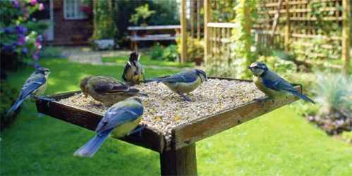 Creating a Bird-Friendly Garden