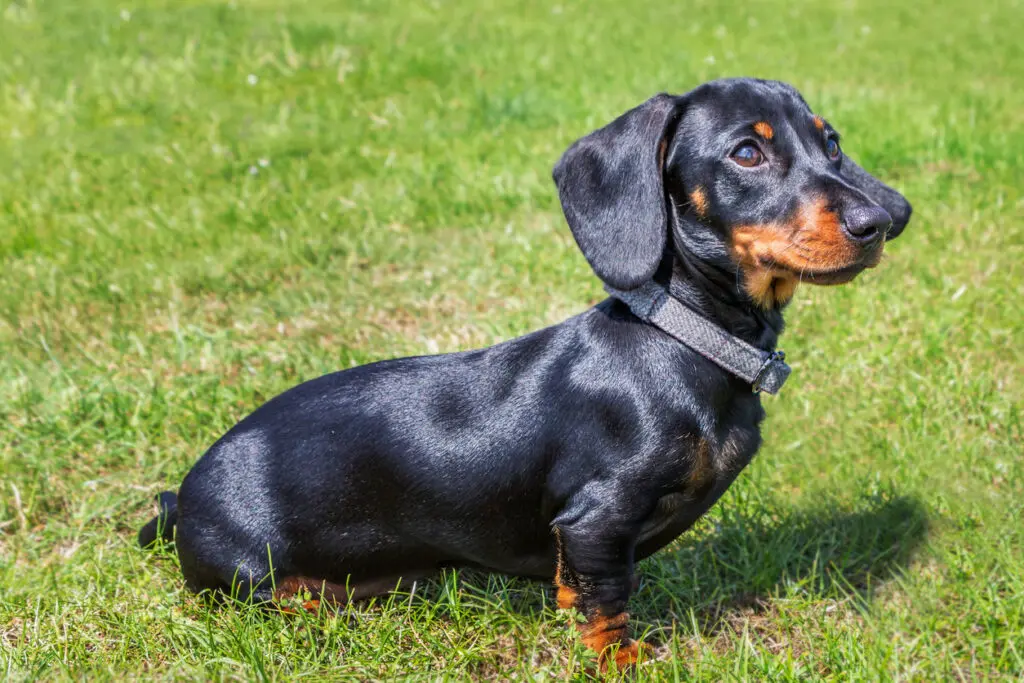 Discover the Best Small Dog Breeds that are Loyal