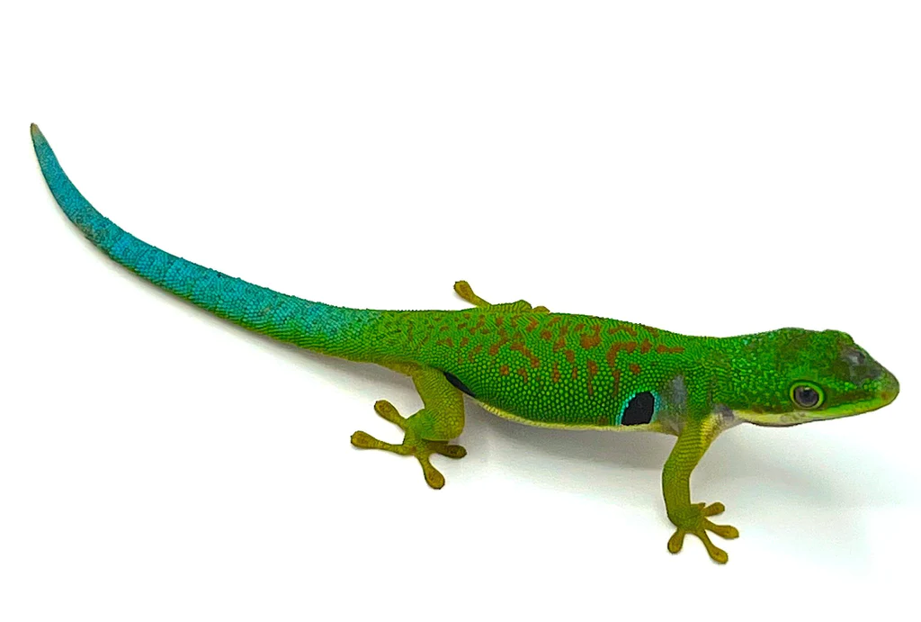 Day Geckos