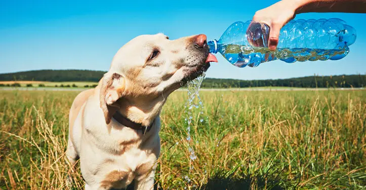 Common Summer Health Issues in Dogs