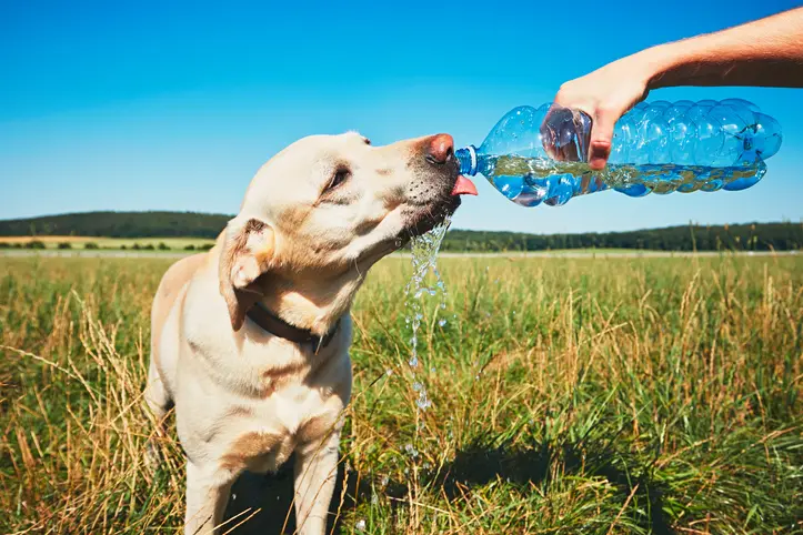 Common Summer Health Issues in Dogs