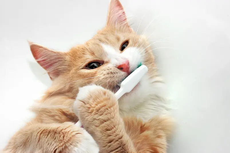 Understanding the Importance of Dental Care for Kittens