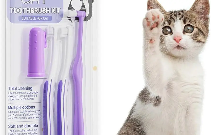 Understanding the Importance of Dental Care for Kittens