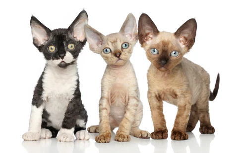 The Devon Rex, discovered in Devon