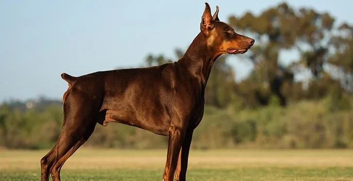 Doberman Pinscher