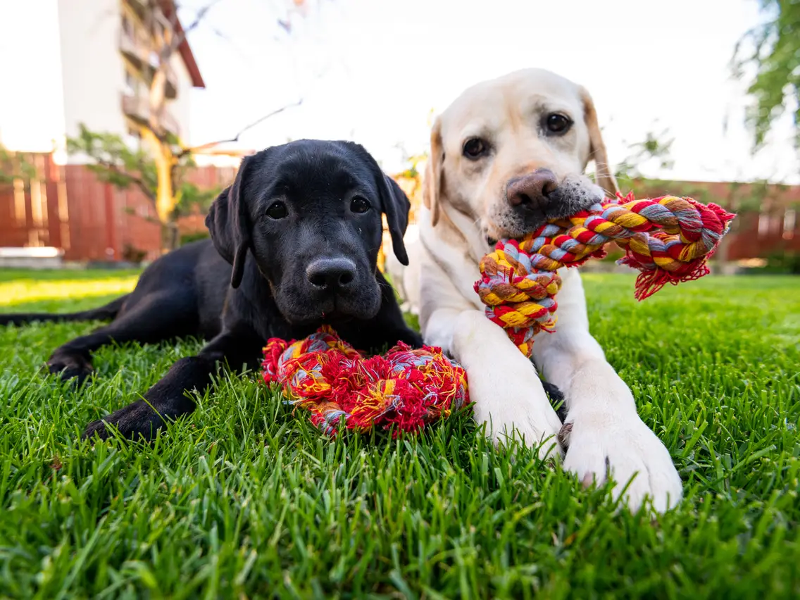 Choosing the Best Dog Toys for Your Puppy