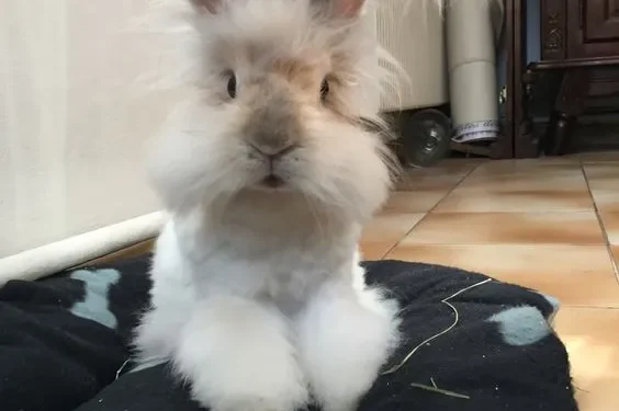 English Angora