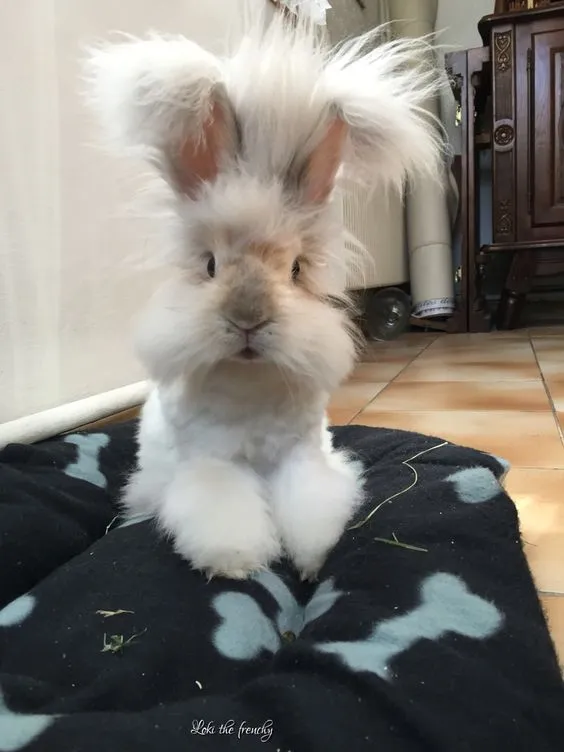 English Angora